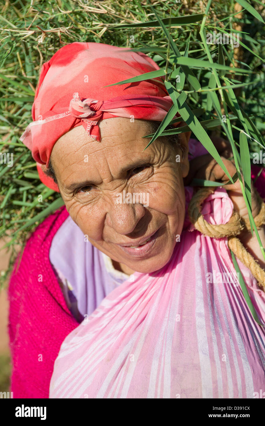 Old woman carrying fresh animal fodder, Ait Benhaddou, Morocco Stock Photo