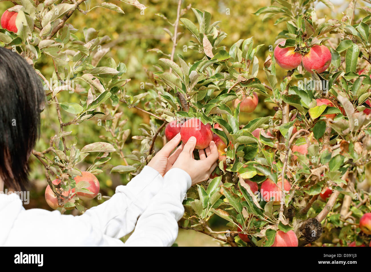 Woman picking apple from branch Stock Photo