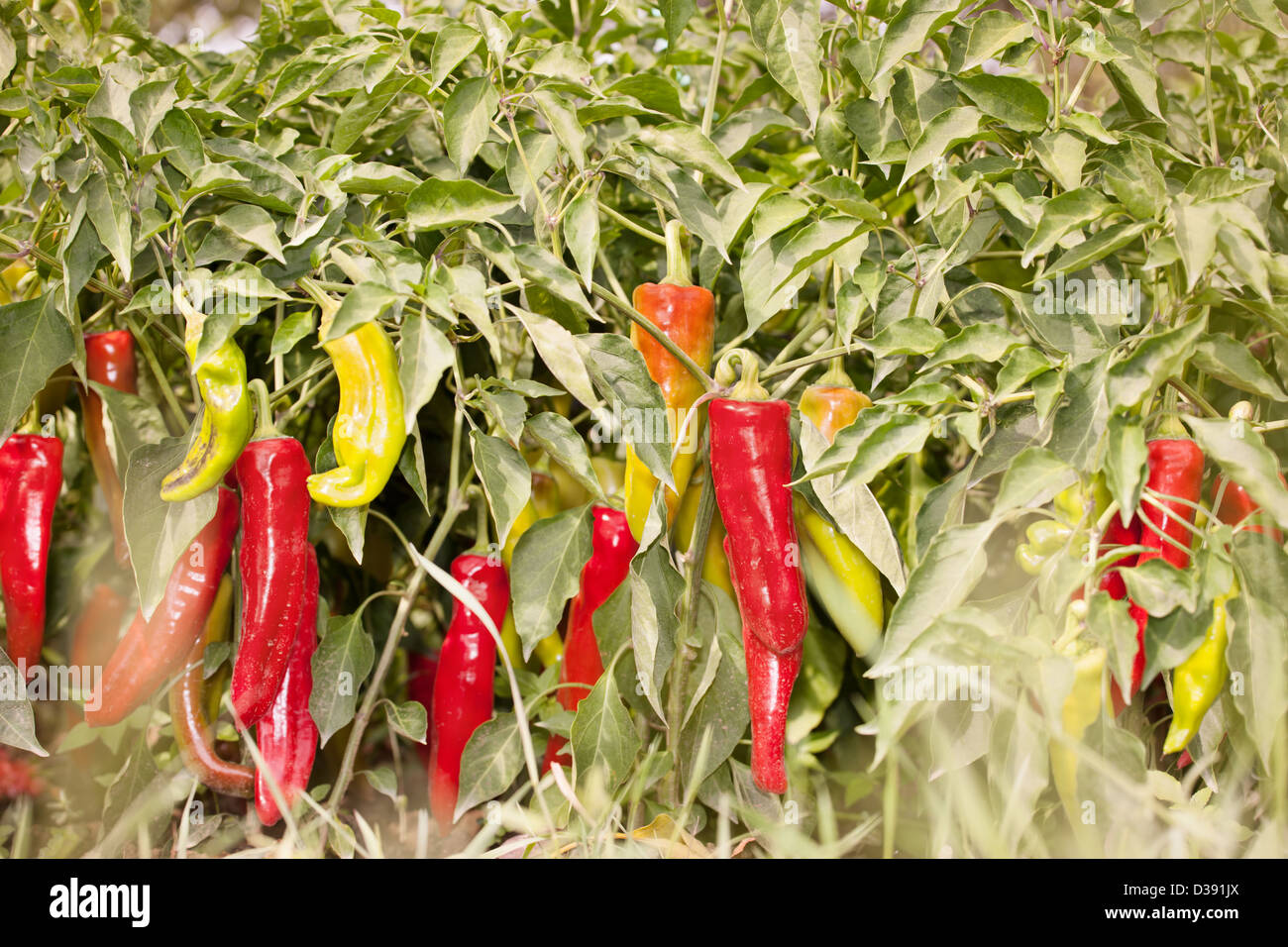 farm of green and red peppers Stock Photo - Alamy