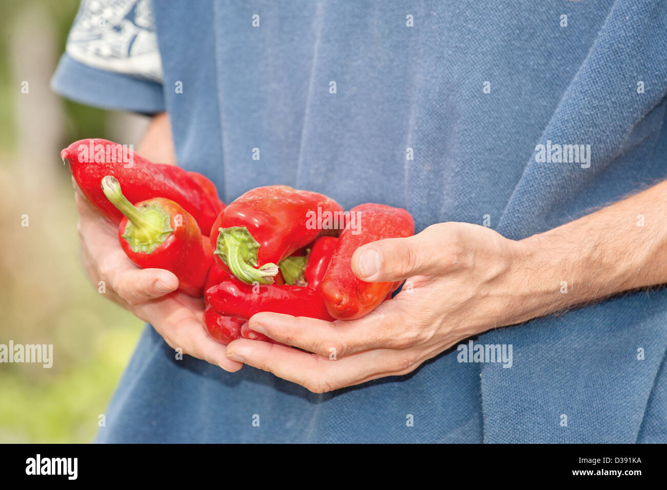 hands with fresh red pepper outdoor Stock Photo