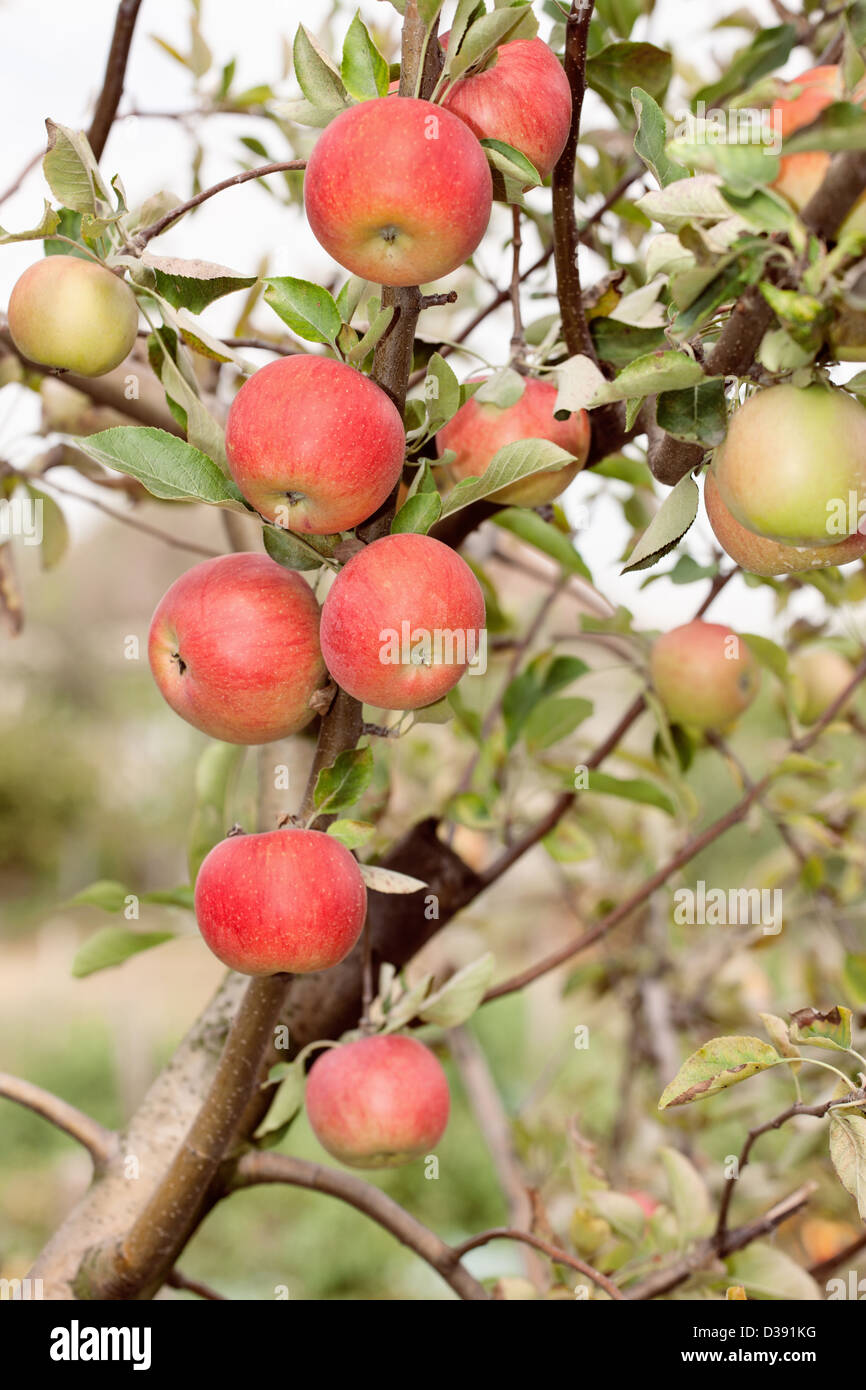 Red apples on branch Stock Photo