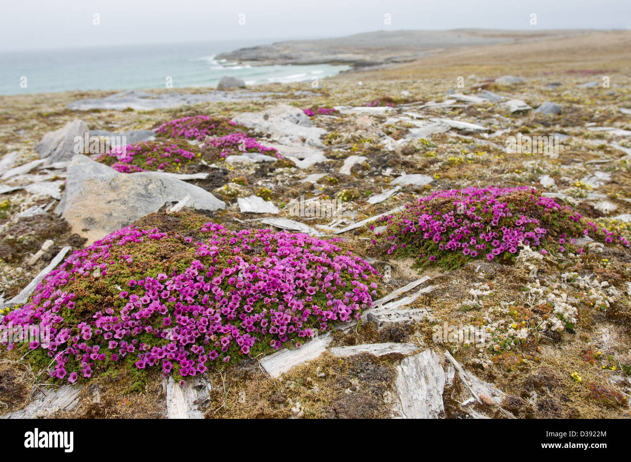 Purple saxifrage (Saxifraga oppositifolia) flowering amidst wooden remnants, Valrossbukta, Bear Island (Bjørnøya), Svalbard Archipelago, Norway Stock Photo