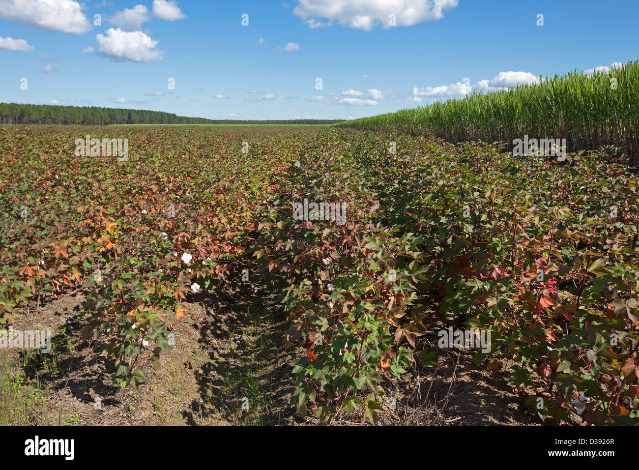 Row of cotton plants growing beside field of sugar cane on farm in