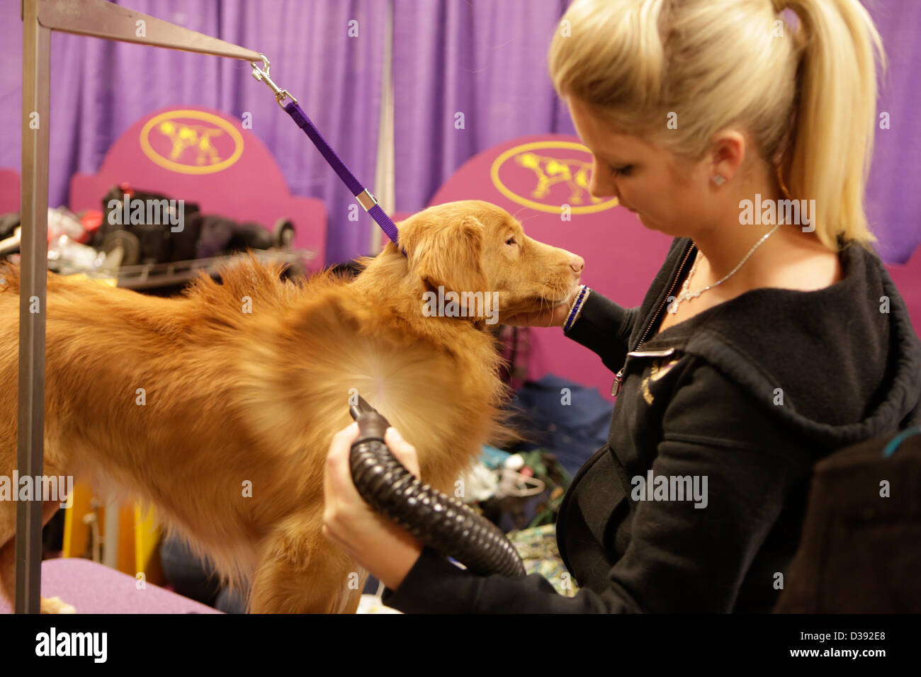 New York City, US, 12 February 2013. Kristen Lawless grooms her Nova Scotia duck tolling retriever prior to the junior finals of the 137th Westminster Kennel Club dog show. Stock Photo