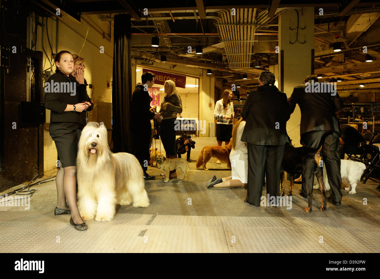 New York City, US, 12 February 2013. KayCee Klang, on the left with her Briard Cagney, waits in the wings for the Junior Showmanship finals of the 137th annual Westminster Kennel Club Dog Show. Stock Photo