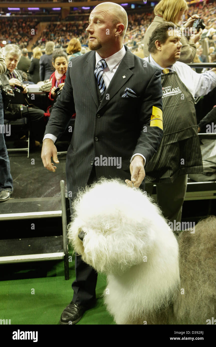 New York City, US, 12 February 2013. Old English Sheepdog 'Bugaboo Picture's Perfect' and handler prior to the final judging. The dog won Reserve Best in Show at the 137th annual Westminster Kennel Club dog show. Stock Photo