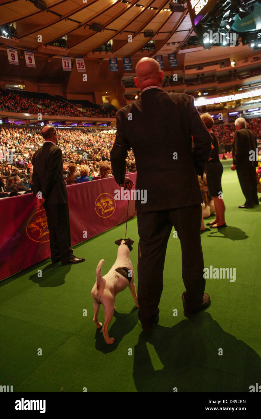 New York City, US, 12 February 2013. Handlers and dogs at the show ring entrance prior to the final judging for Best in Show at the 137th annual Westminster Kennel Club dog show. Stock Photo