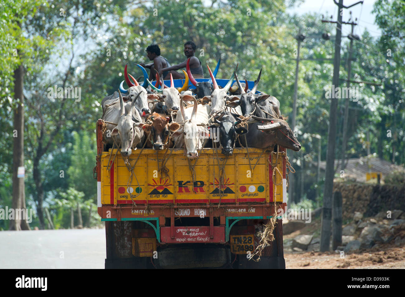 Cattle being transported in a truck through the foothills of the Western Ghats in Kerala, India Stock Photo