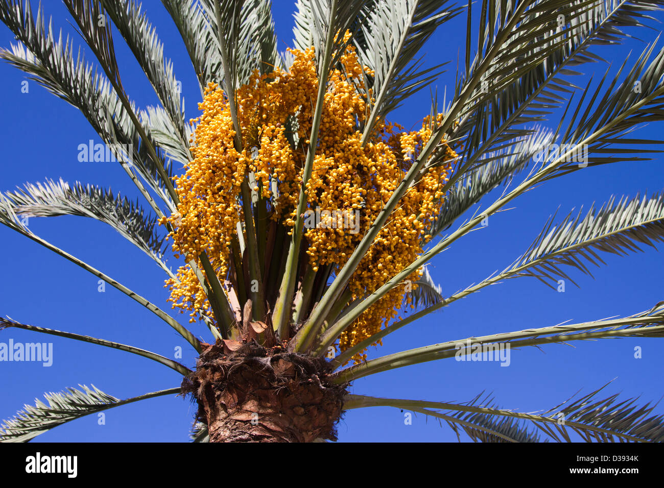 Palm tree seeds hires stock photography and images Alamy