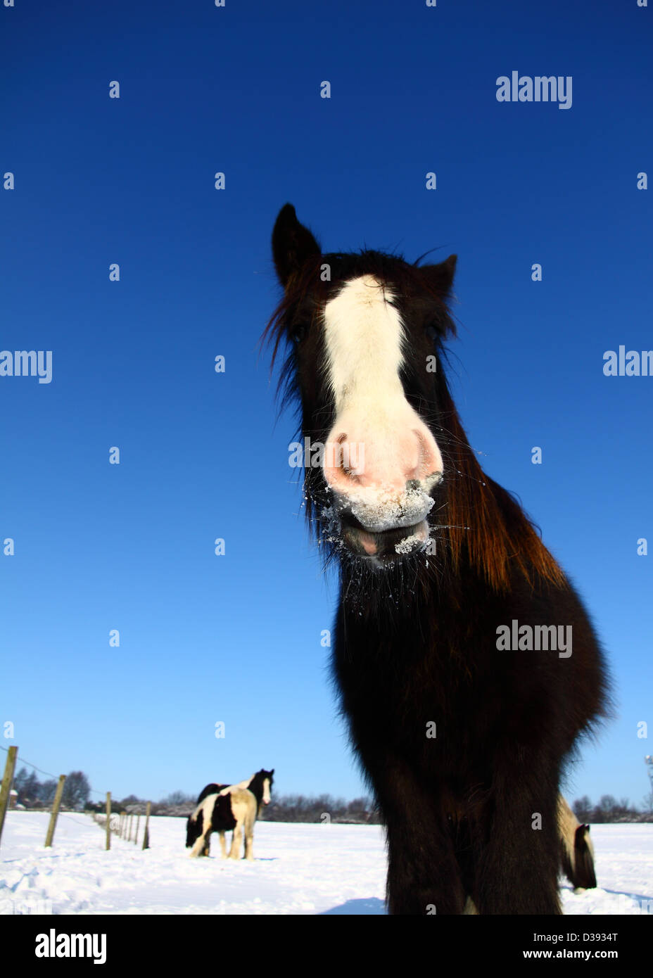 Horse in snowy field Stock Photo