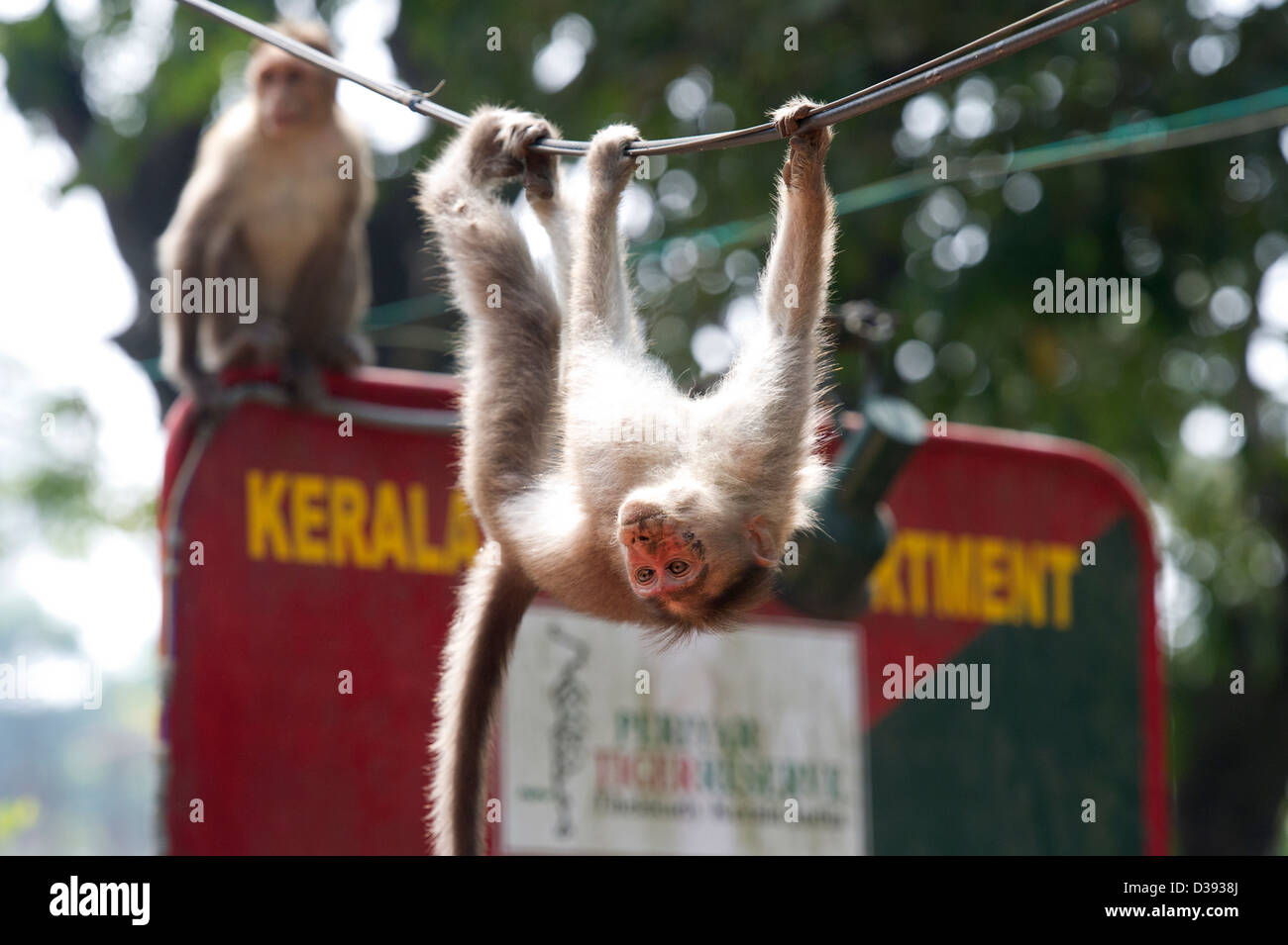 A Bonnet Macaque (Macaca radiata) hanging from telephone lines in Thekkady, just outside the Periyar Tiger Reserve in the Western Ghats, Kerala, India Stock Photo
