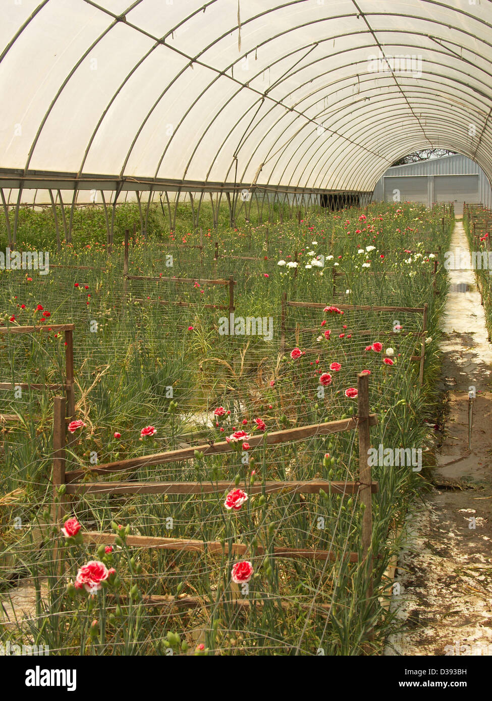 Carnation greenhouse hires stock photography and images Alamy
