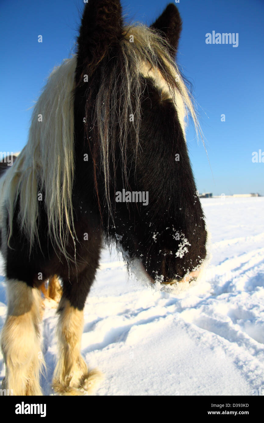 Horse in snowy field Stock Photo