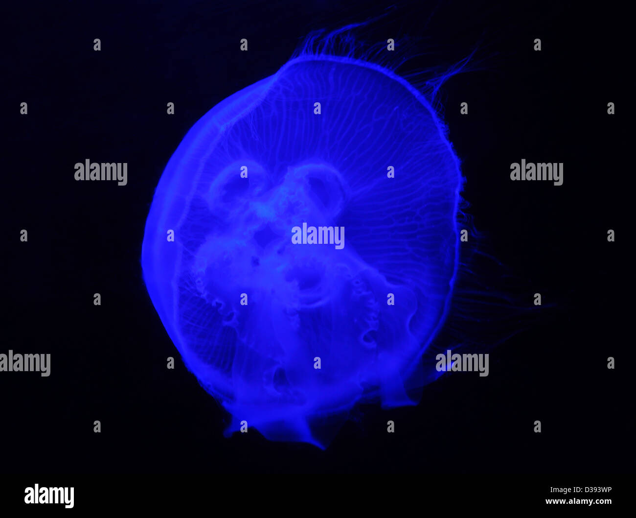 Jellyfish in Atlantis hotel resort in Nassau, Bahamas Stock Photo Alamy