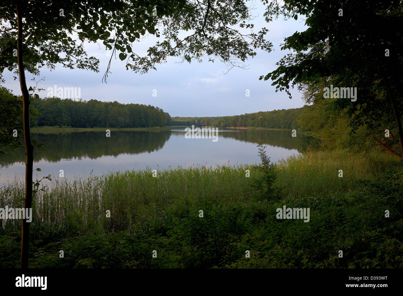 Grunewald forest berlin hires stock photography and images Alamy