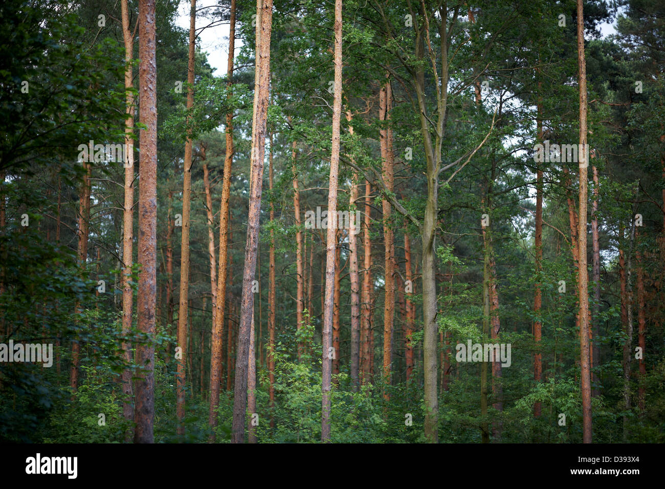 Berlin, Germany, at the Grunewald forest Stock Photo Alamy