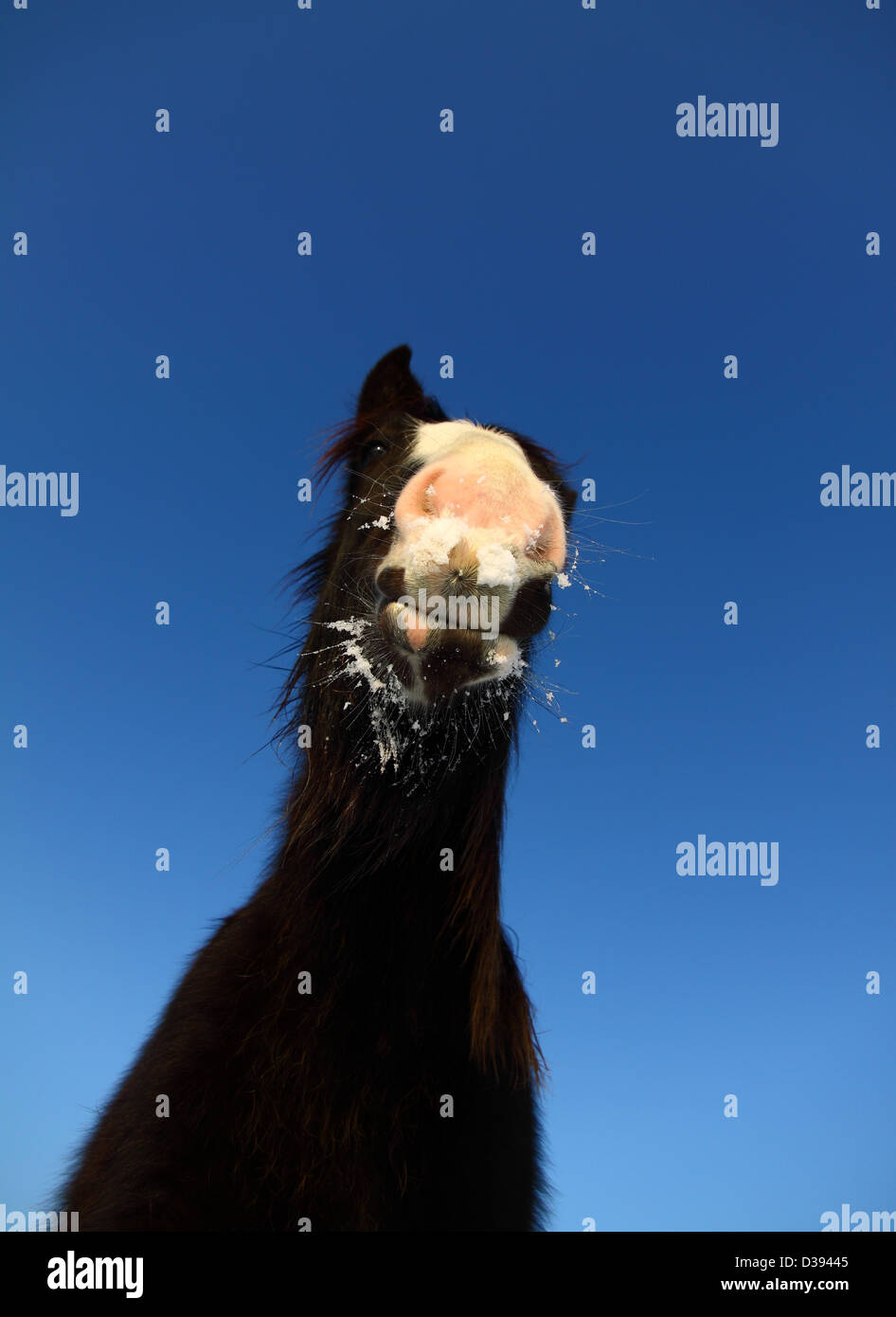 Horse in snowy field Stock Photo