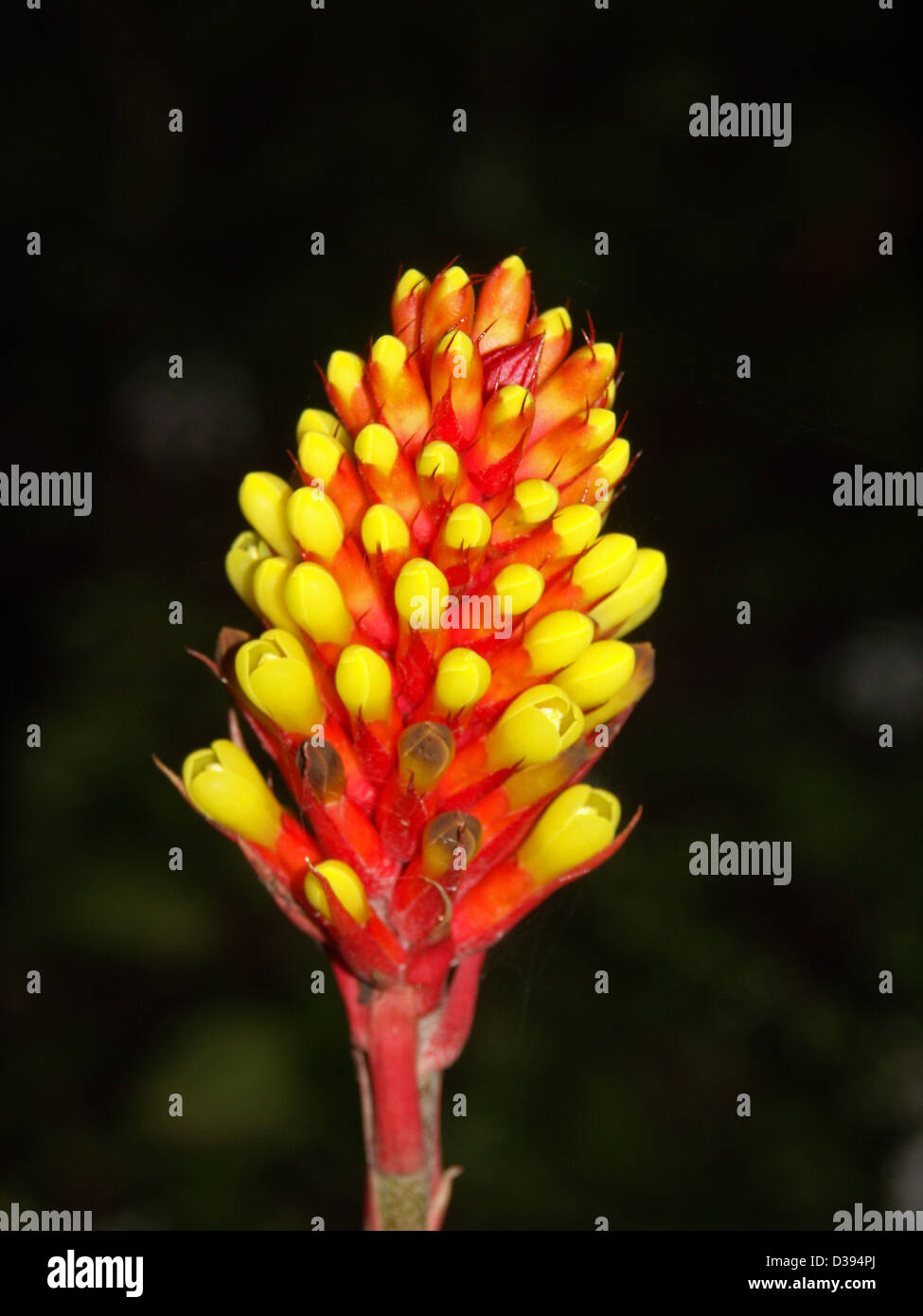 Spectacular spike of bright yellow  flowers and red bracts of bromeliad - Aechmea pineliana - against a black background Stock Photo