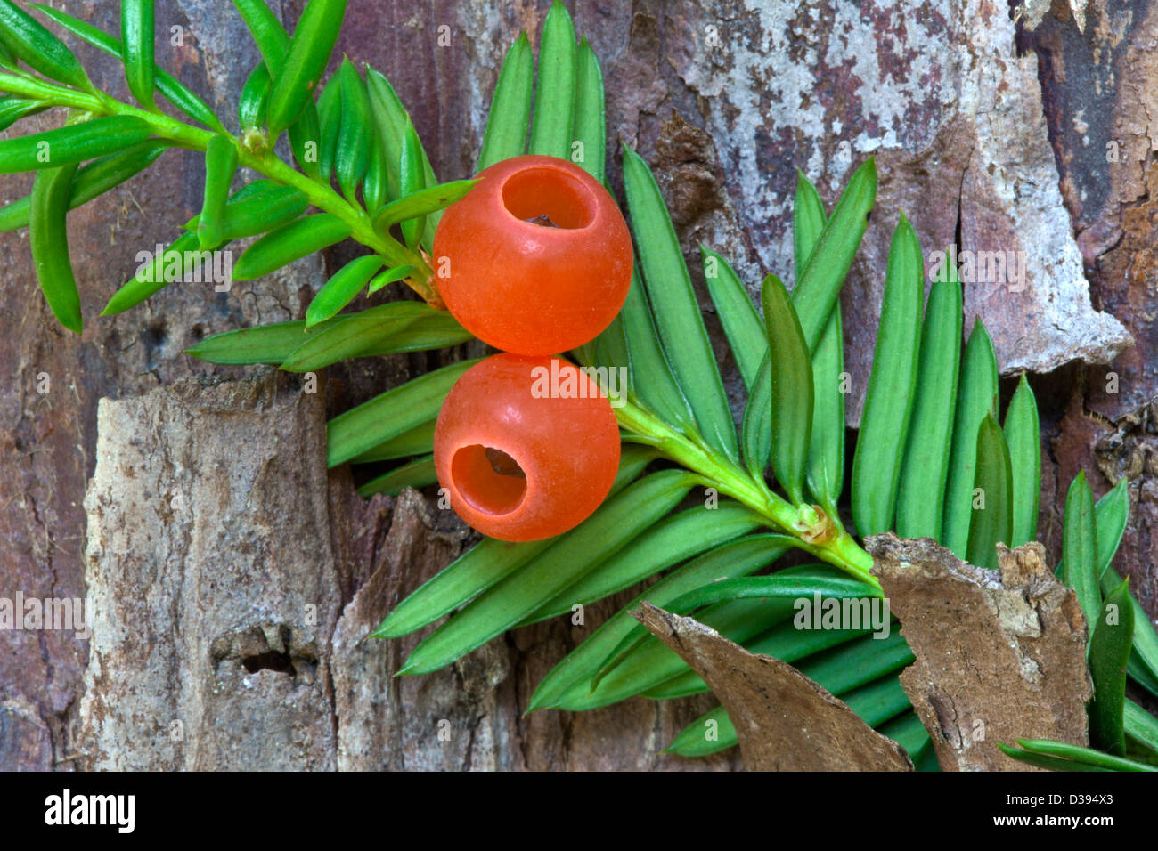 Pacific Yew, Elliptical seeds 1/4' long, enclosed in scarlet cups. Stock Photo