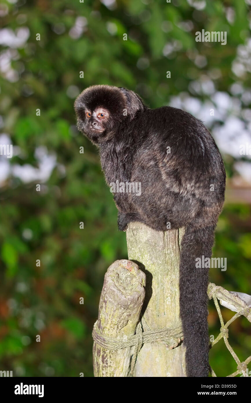 Goeldi's marmoset or Goeldi's monkey (Callimico goeldii) Stock Photo