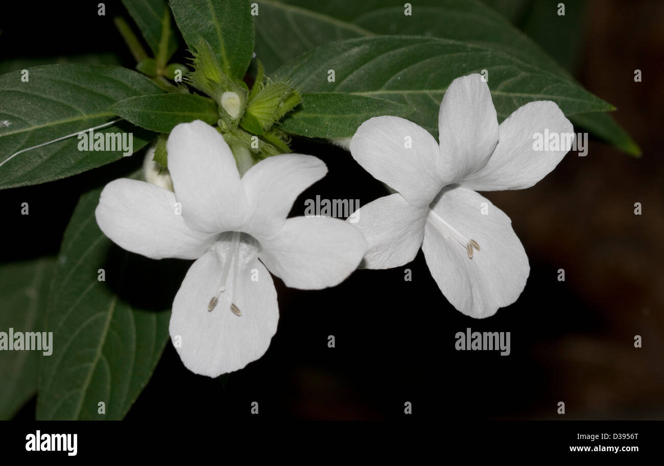 White flowers of Barleria cristata with deep green leaves against a black background Stock Photo