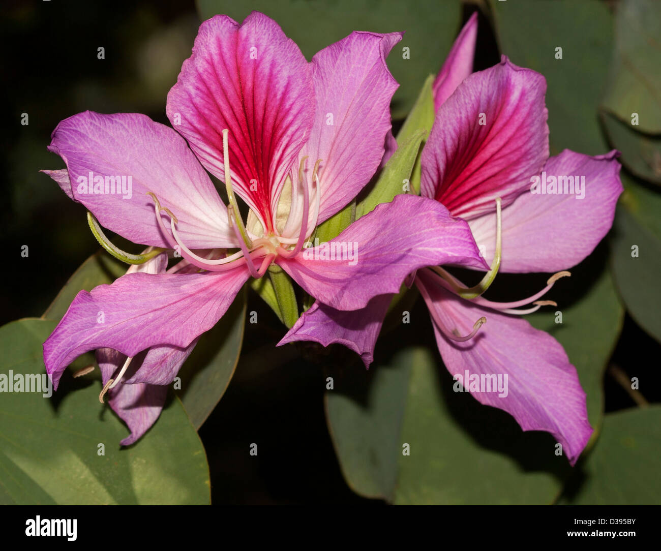 Bright pink flowers of Bauhinia variegata, orchid / butterfly tree,against a background of green leaves Stock Photo