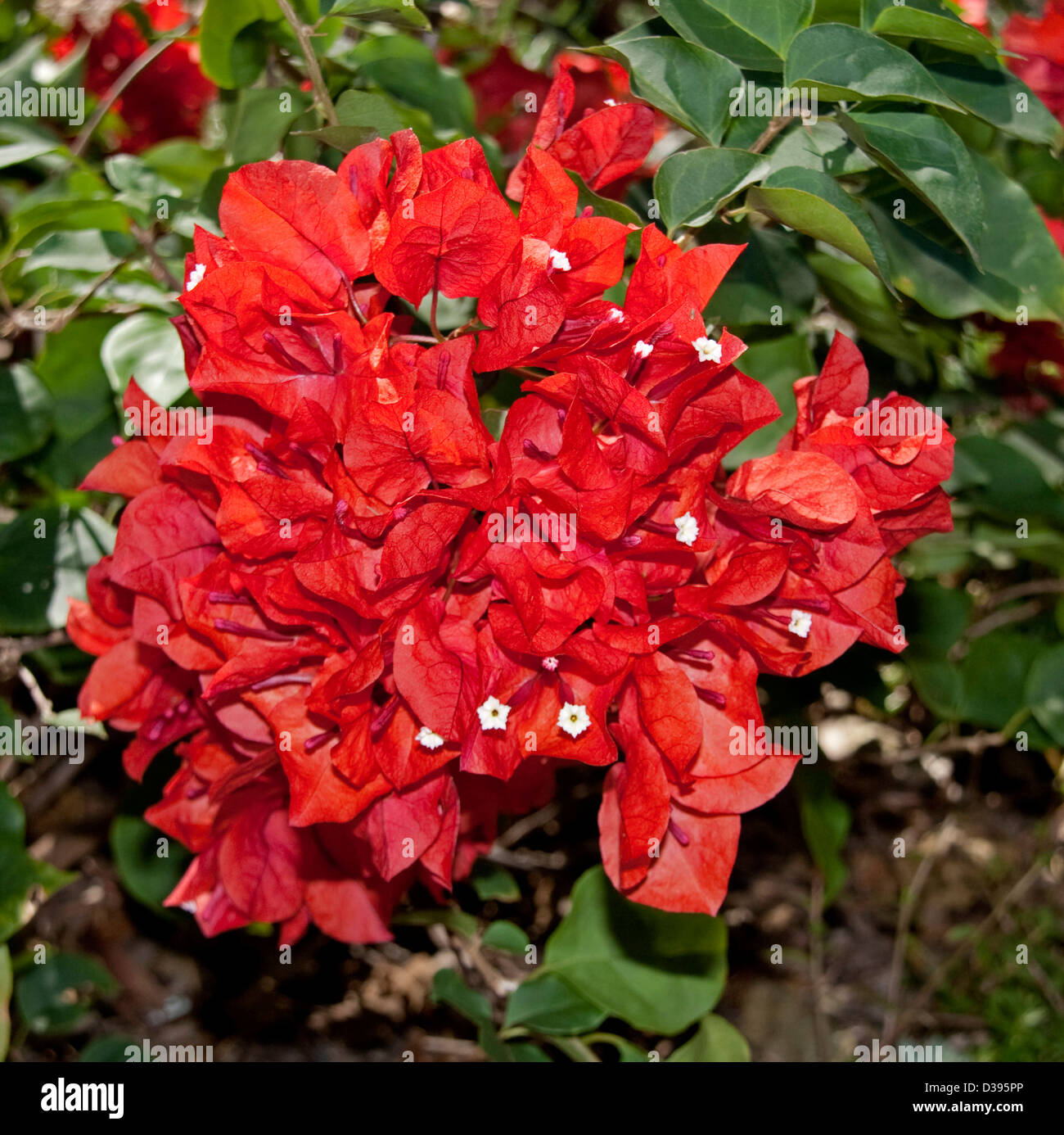Cluster of brilliant red bracts of bambino Bougainvillea 'Jazzi' surrounding tiny white flowers and with dark green foliage Stock Photo