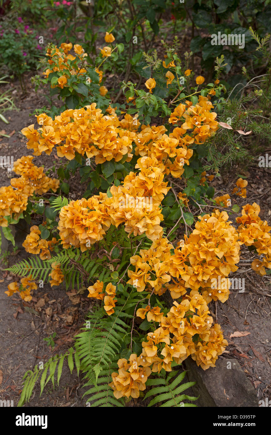 Clusters of golden yellow / orange flowers (bracts) of dwarf bambino Bougainvillea 'Siggi' - with emerald foliage Stock Photo