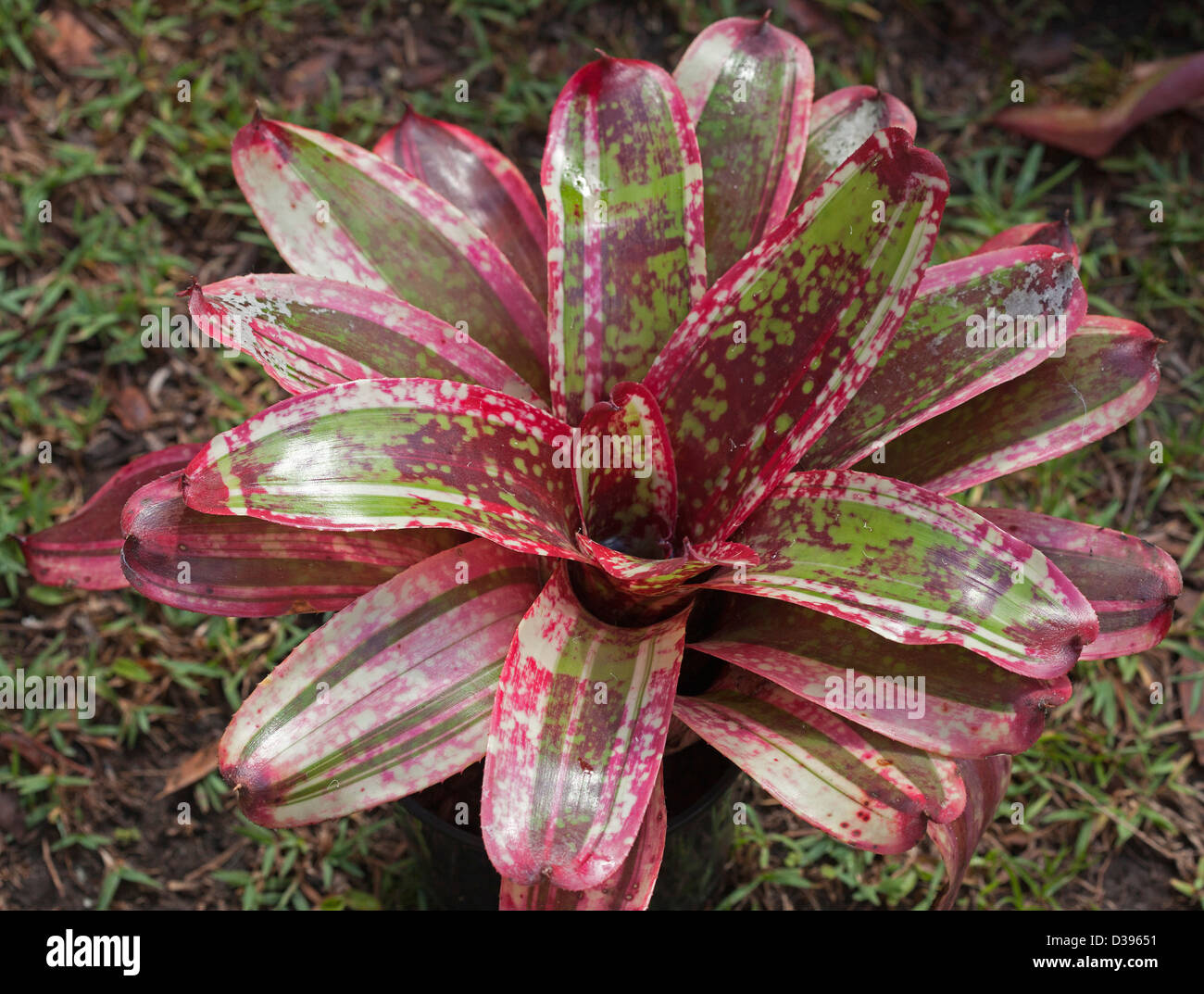 A spectacular bromeliad - Neoregelia cultivar 'Wild Gossip' - with green and white variegated leaves splashed with blood red Stock Photo