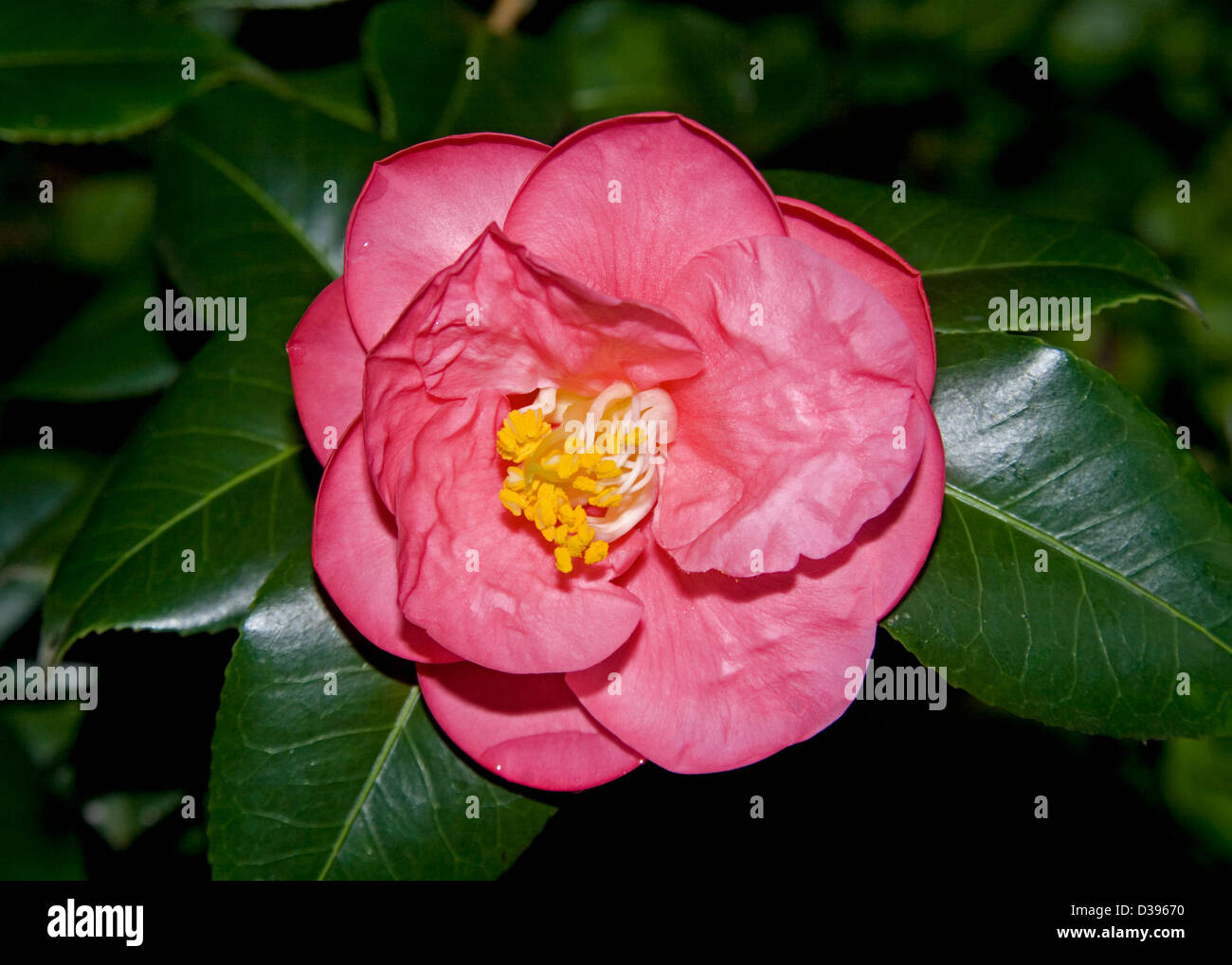 Plant camellia japonica hi-res stock photography and images - Alamy