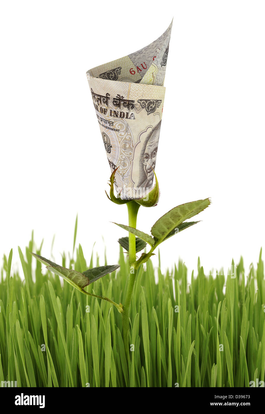 Indian Rupee Tree On White Stock Photos Indian Rupee Tree On White - conceptual image of financial growth stock image