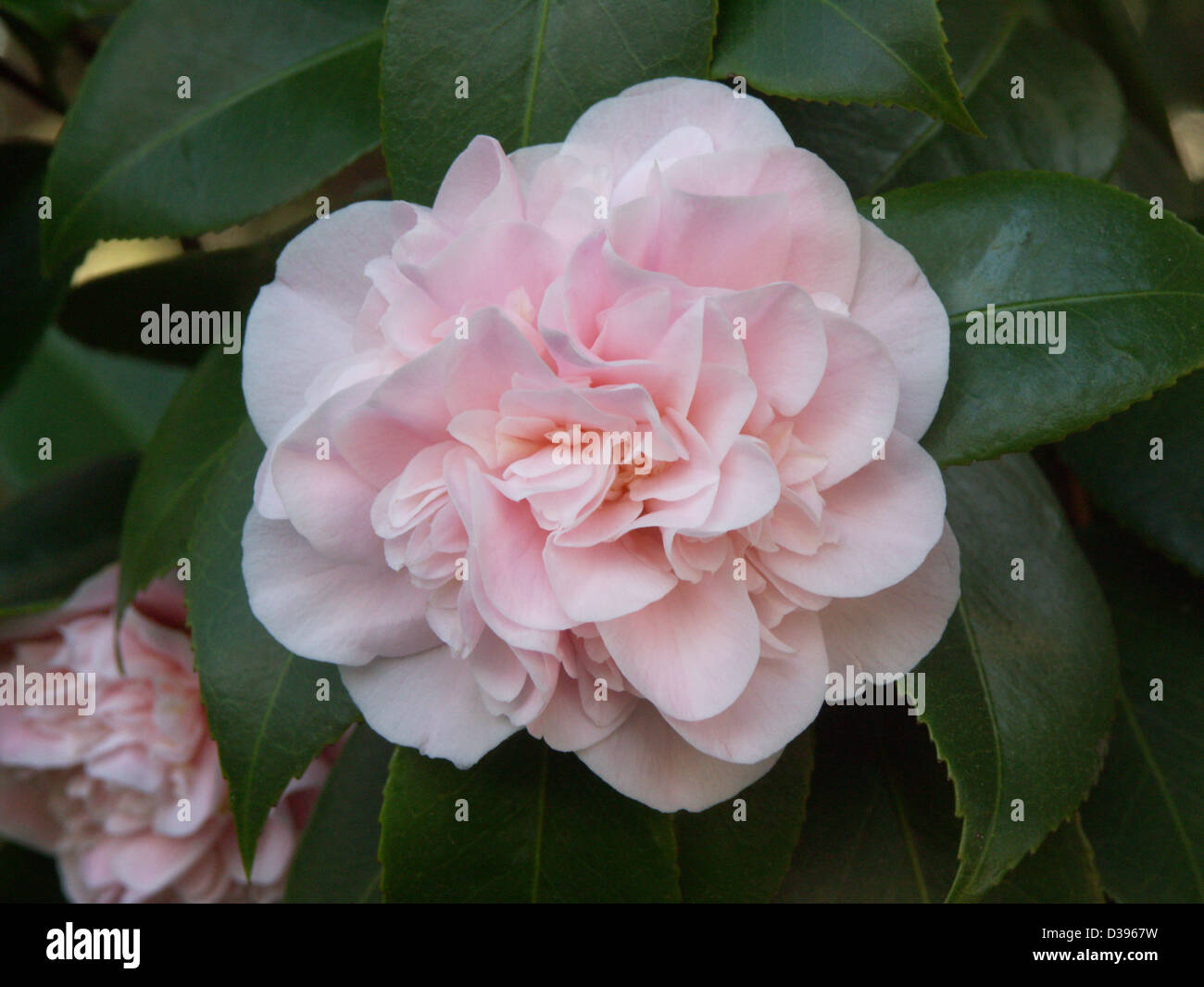 Beautiful double pale pink flower of Camellia japonica 'Tomorrow's Dawn' against background of dark green foliage Stock Photo