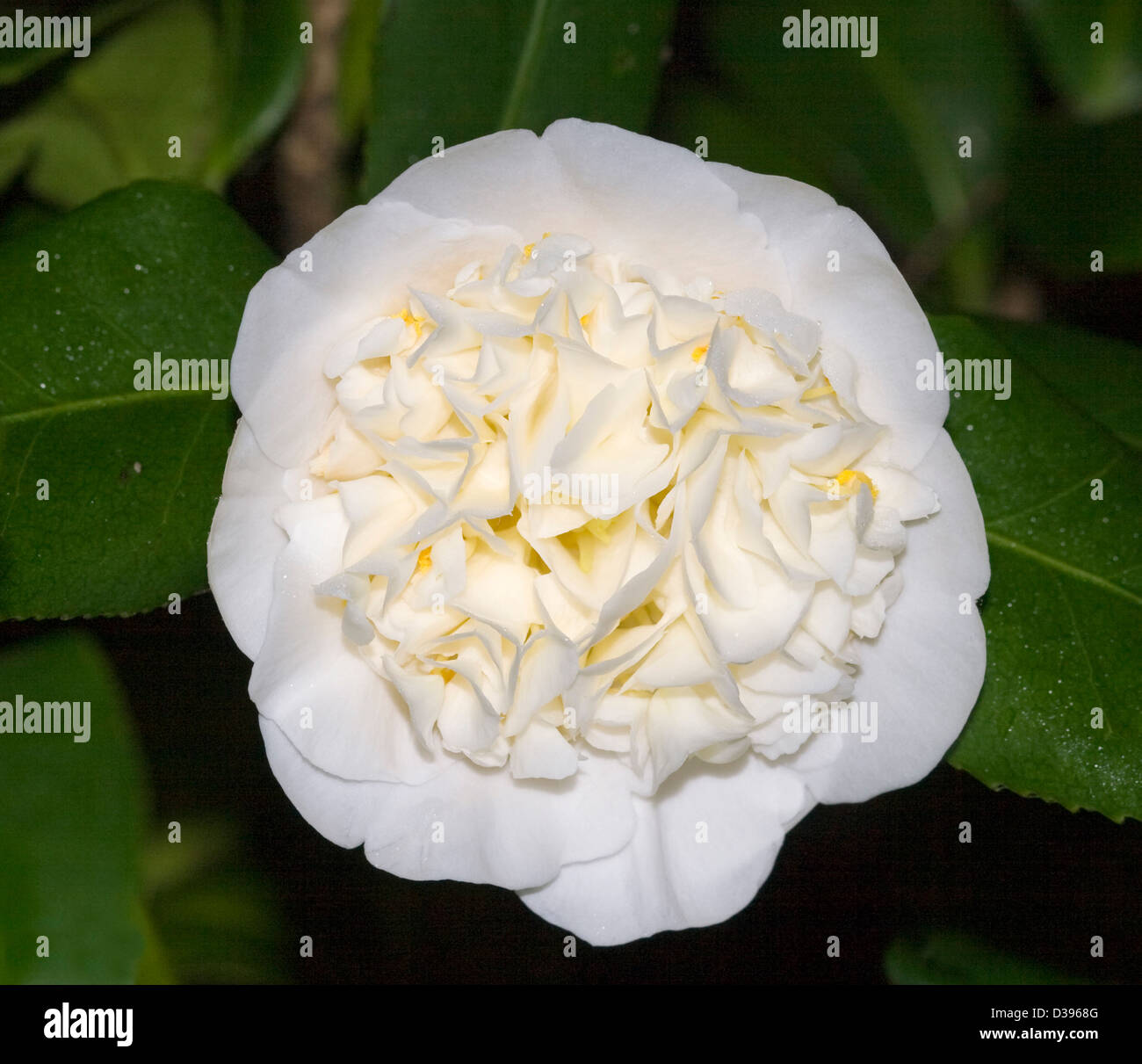 Spectacular white flower with double petals tinged with yellow - Camellia japonica 'Brushfield's Yellow' Stock Photo