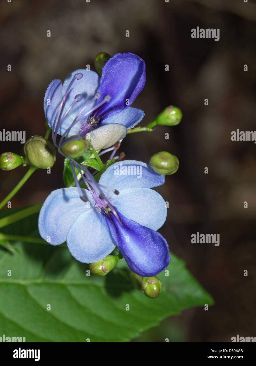 Bright blue flowers, buds, and leaves of Clerodendron ugandense - blue butterfly bush - against a dark background Stock Photo