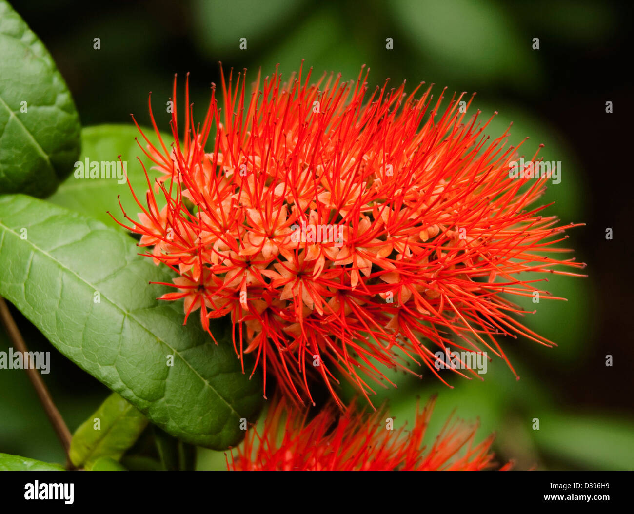 Spectacular vivid fire red flowers and green leaves of Combretum constrictum - Thailand powderpuff shrub Stock Photo