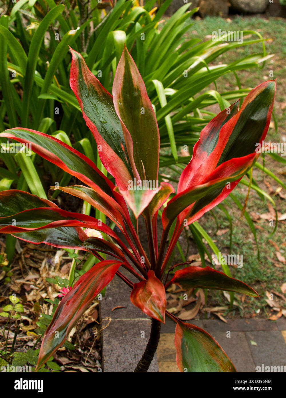 Cordyline fruticosa cultivar 'Rainbow Red' - foliage plant with brightly coloured red and green striped variegated leaves Stock Photo