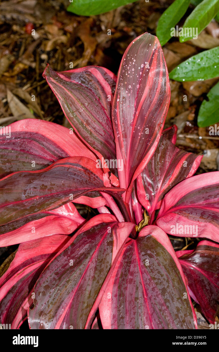 Cordyline fruticosa cultivar 'Pink Champion' with raindrops on brightly coloured red and pink striped leaves Stock Photo