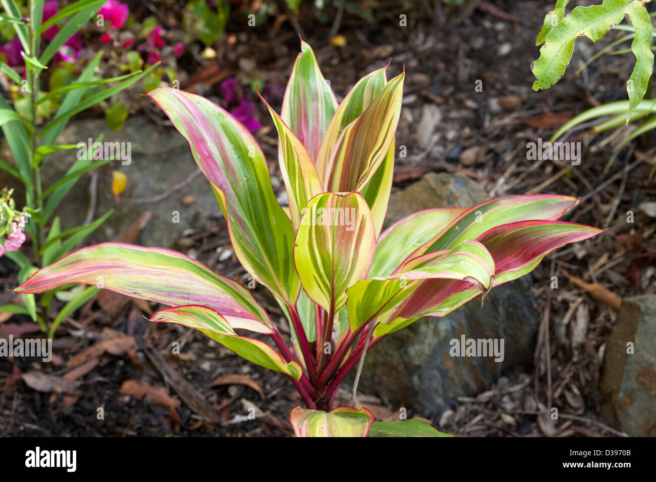 Cordyline fruticosa cultivar 'Rosa' - foliage plant with brightly variegated yellow, green and red leaves Stock Photo
