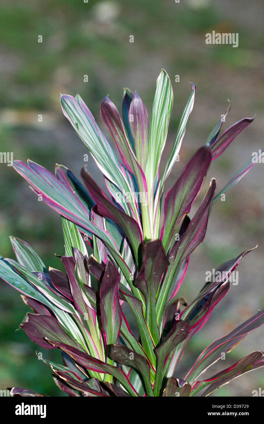 Cordyline fruticosa cultivar 'Pink Joy' - foliage plant with attractive variegated red and green leaves Stock Photo