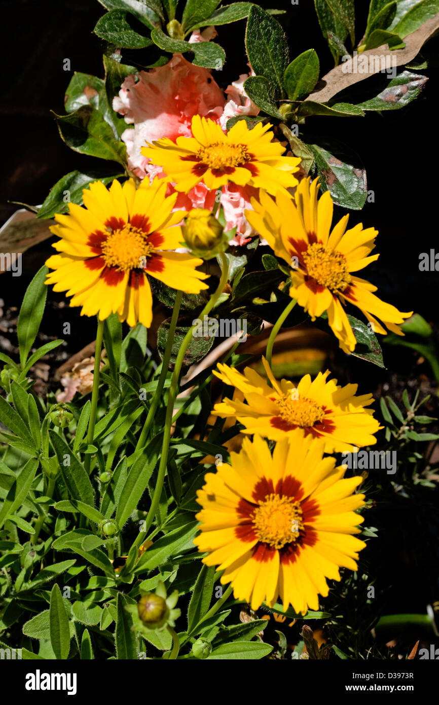 Cluster of bright yellow flowers with red centres and foliage of Coreopsis lanceolata 'Sterntaler' - a perennial plant Stock Photo