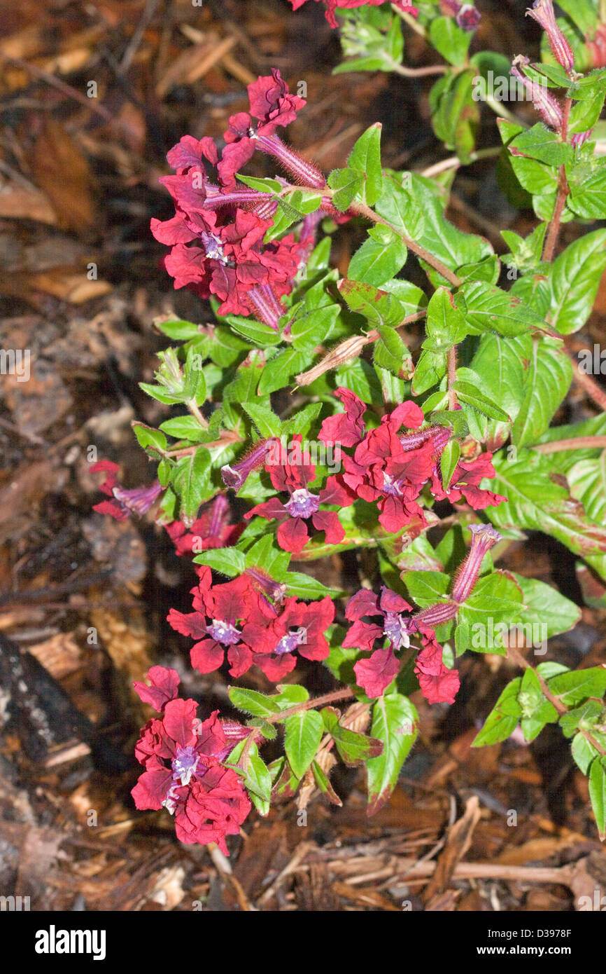Cluster of dark redflowers of Cuphea cultivar 'Vienco' surrounded by emerald green leaves of this attractive rockery plant Stock Photo