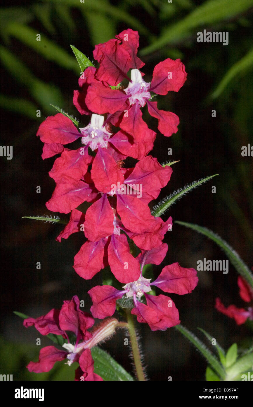 Stem of dark red flowers of Cuphea cultivar 'Vienco' against a dark background Stock Photo