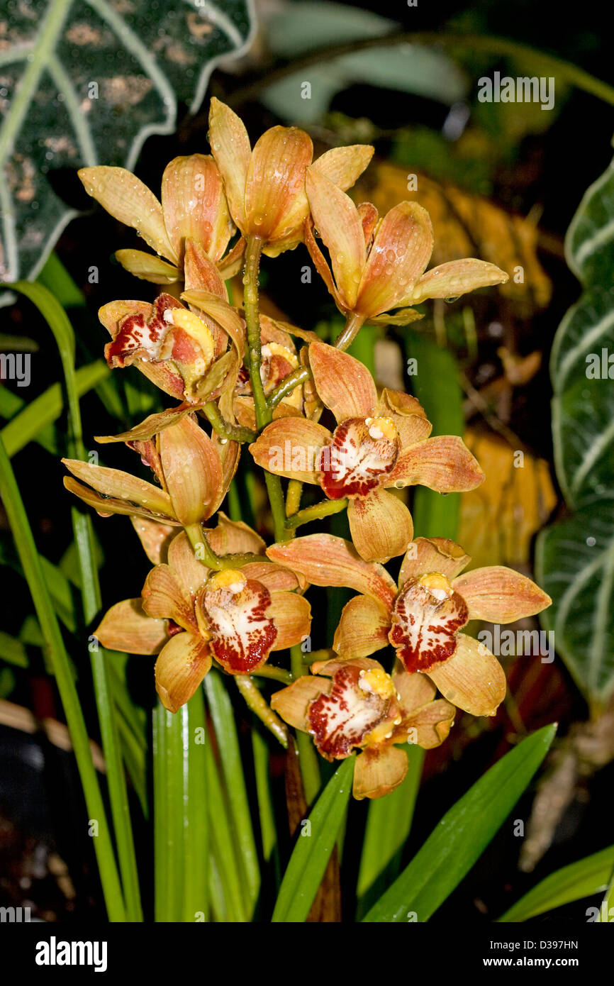Large cluster of orange and red flowers of Cymbidium orchid - Winter Beauty x Tethys x Eight Carat - with foliage Stock Photo