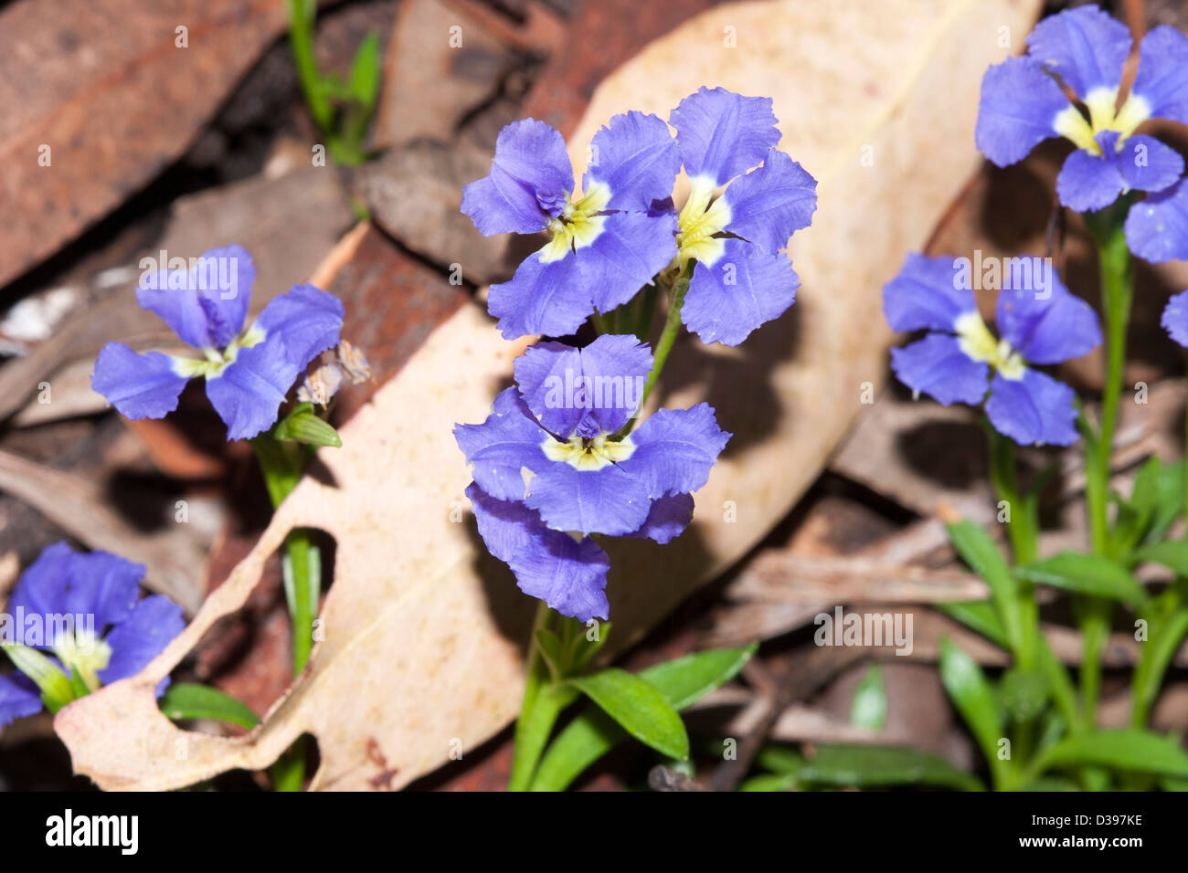 Stunning blue / purple flowers of Dampiera diversifolia - a wildflower from West Australia that is grown in Australian gardens Stock Photo