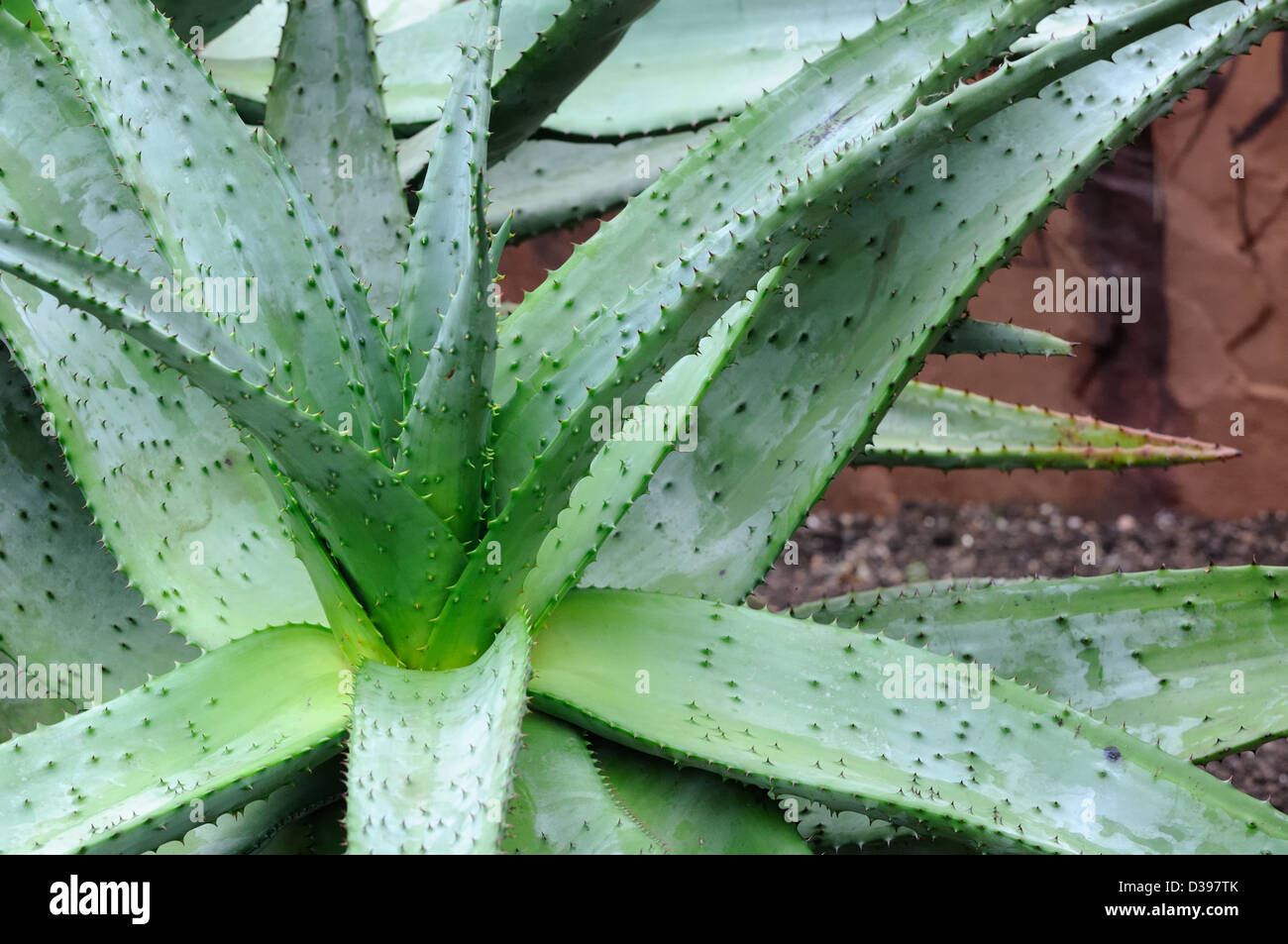 Agave plant, monocot Stock Photo