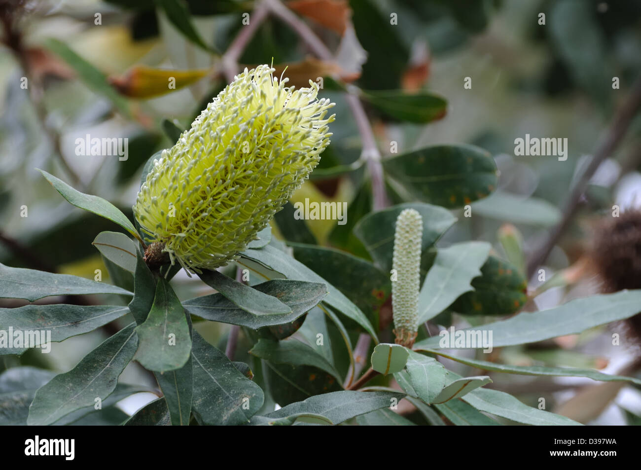 Banksia tree in flower. Stock Photo