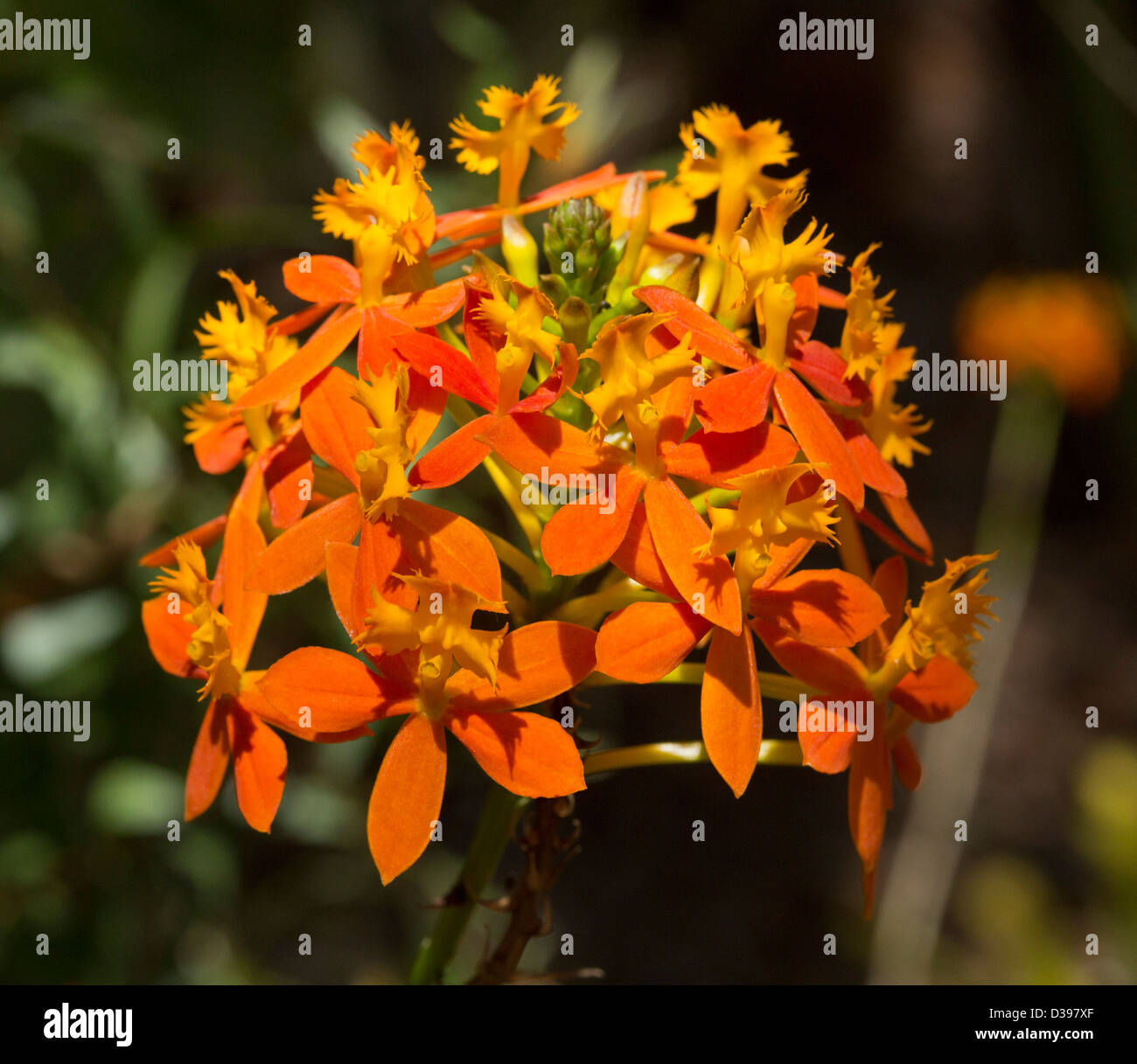 Cluster of bright orange flowers of Epidendrum ibaguense - crucifix orchid - against a dark background Stock Photo
