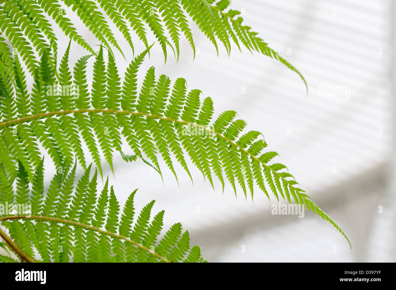 Decorative fern fronds hi-res stock photography and images - Alamy