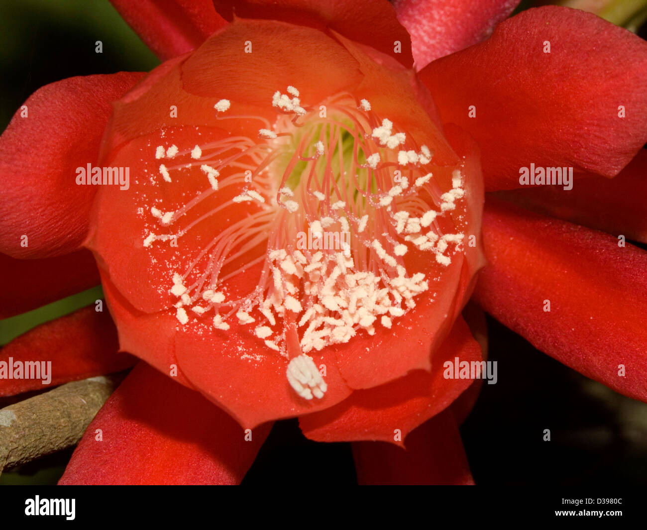 Close up of bright red flower of Epiphyllum cactus 'Pop's Flame