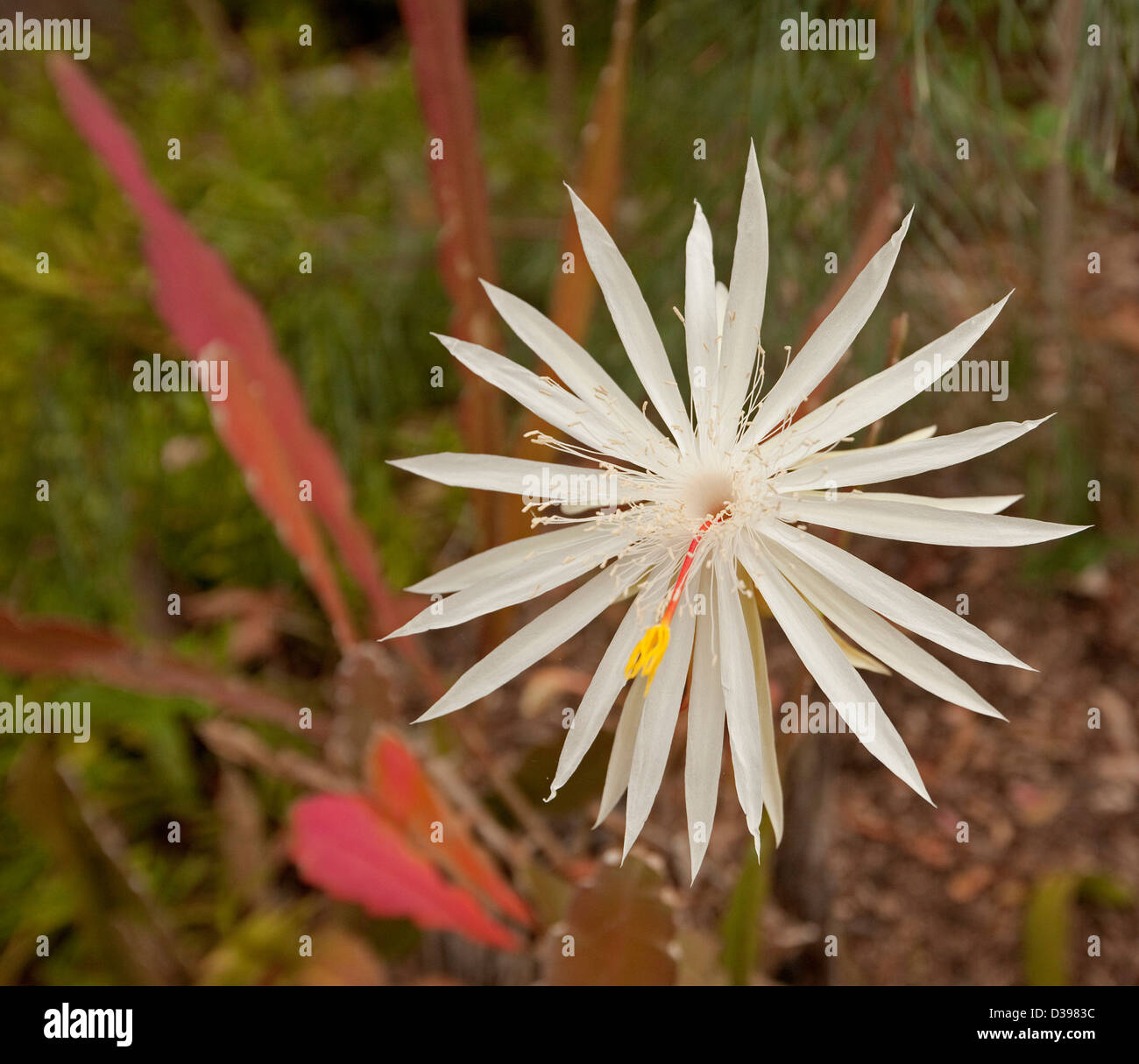 White flower of Epiphyllum oxypetallum - Christmas / orchid cactus Stock Photo